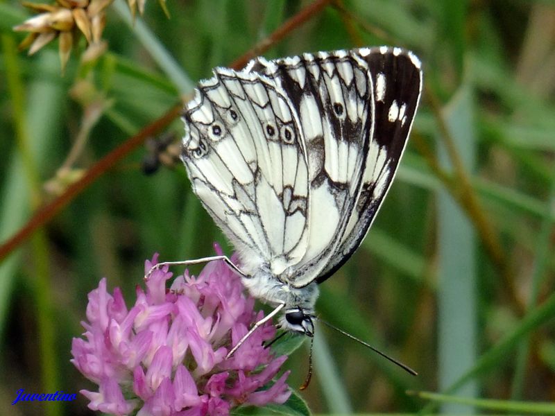 Melanargia 2